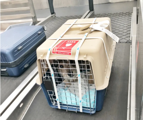 铁门关宠物托运 宠物托运公司 机场宠物托运 宠物空运